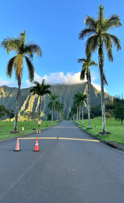 一条棕榈树环绕的道路，背景是一座山